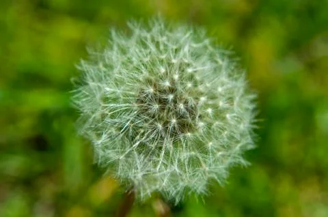 Dandilion Stock Photos