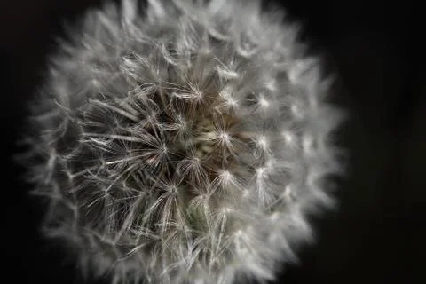 Dandilion Foto stock