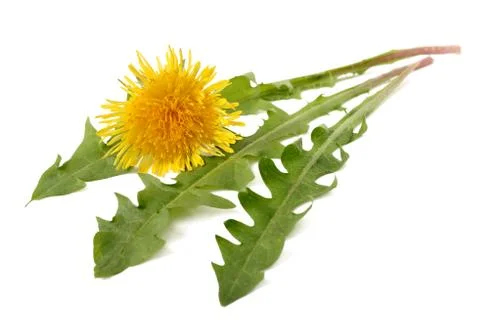 Dandilion Stock Photos
