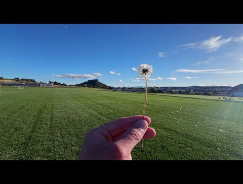 Dandilion Slow Motion Stock Footage 285361135