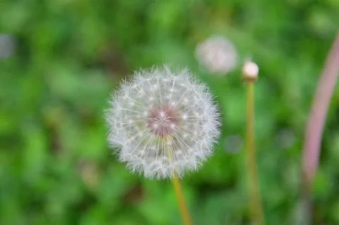 Dandy Lion 写真素材