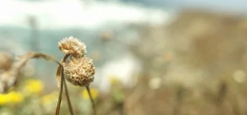 Dandylion on the Coast 스톡 동영상 85821268