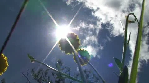 Dandylion Sunshine Stock Footage 11228488