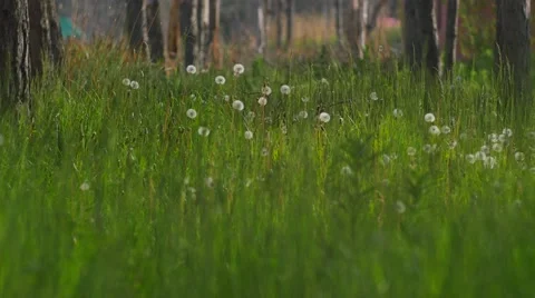 Dandylions Blowing in the Grass 스톡 동영상 53202988