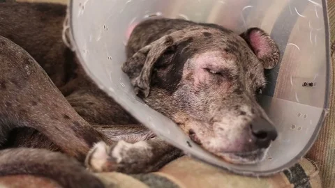 Dane mastiff dog eye problem sleeping on sofa two Stock Footage 73057832