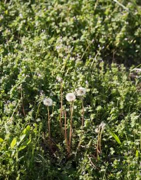 Danelion Clocks Stock Photos