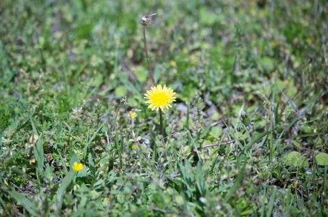 Danelion Weed Stock Photos