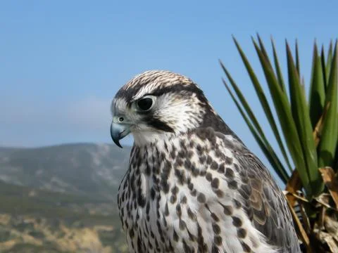 Danger bird Stock Photos