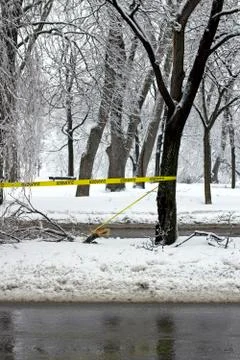 Danger branches fall Foto stock