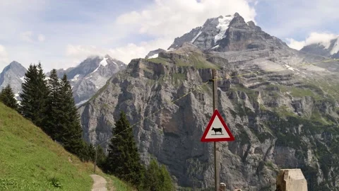 Danger cows on the path sign in the mountains Video stock 281960784
