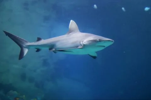 Danger Grey Reef Shark in the ocean Stock Photos