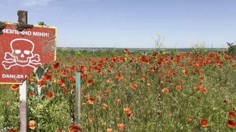 Danger Mines Warning Sign in Red Poppy Field — Editorial War Zone Footage Stock Footage 338219558