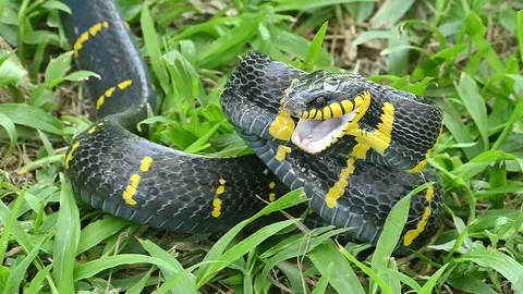 Danger from poisonous animals Gold-ringed cat snake Stock Footage 106792837
