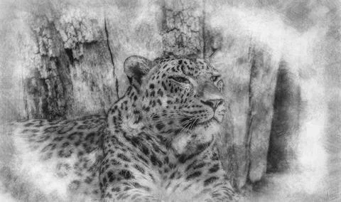 Danger, Powerful leopard resting, wildlife mammal with spot skin hand drawing Stock Illustration