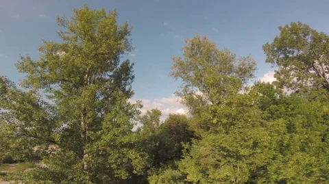 Danger Proximity Flight Among Trees Stock Footage 89983954