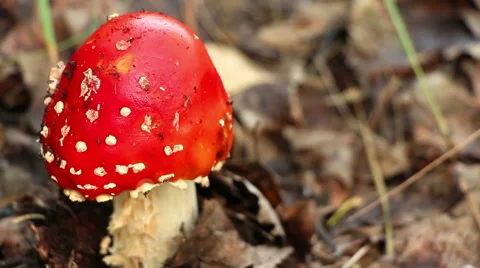 The danger red mushroom fly agaric Amanita muscaria panning closeup Stock Footage 65950476
