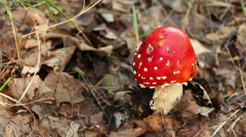 The danger red mushroom fly agaric Amanita muscaria panning Stock Footage 65950610