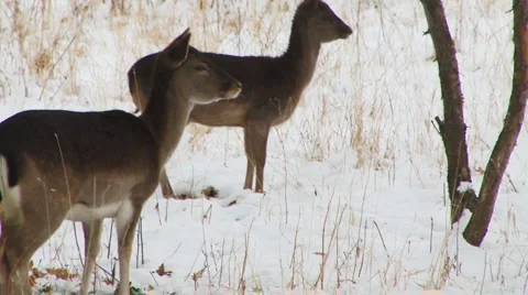 Danger time for Deer 库存影片 1033275