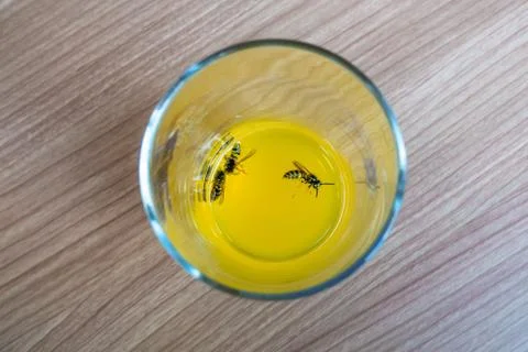 Danger from wasps that have fallen into a soft drink Stock Photos