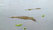 Dangerous African Crocodiles Floating In African Dam Stock Footage