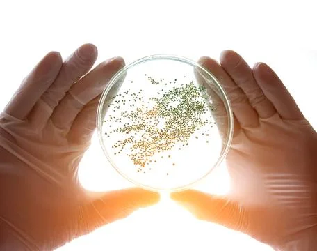 Dangerous bacteria Stock Photos