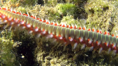 Dangerous Bearded fireworm crawls throug... | Stock Video | Pond5