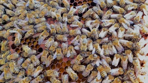 Dangerous bees are working on a honey harvesting net Stock-Footage 316879622