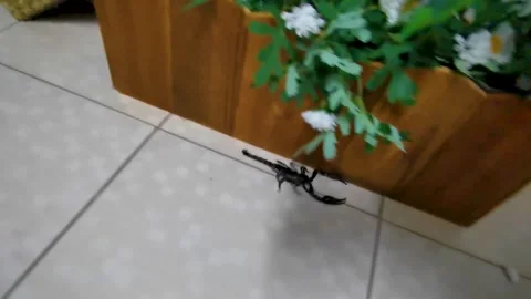 Dangerous Black Scorpion Crawling Across Patio Floor Patong Beach Thailand. 스톡 동영상 345699330