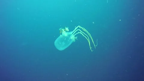 A dangerous box jelly spotted while diving in Thailand Stock Footage 276493590