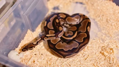 Dangerous brown snake is ready to attack a white mouse Video stock 122584938