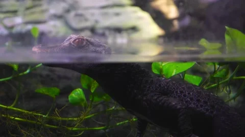 Dangerous Caiman pretends to be dead in the Genoa Aquarium Stock Footage 209329710