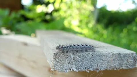 Dangerous caterpillar harmful sponge moth crawls wood surfaces, aggressive Stock Footage 281307020