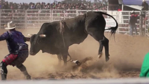 Dangerous crazy black bull trying to kick a cowboy in a rodeo (30fps) Stock Footage