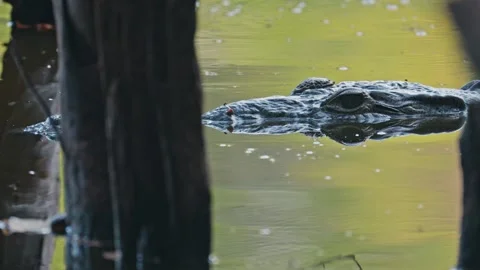 Dangerous crocodile floating on the surface of murky river water 스톡 동영상 343788261