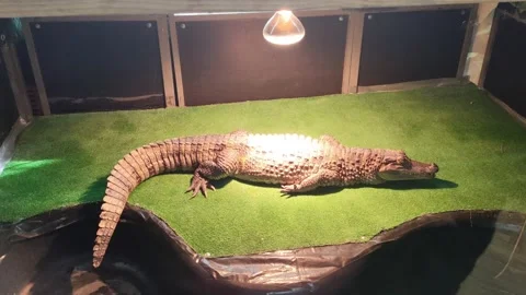 A dangerous crocodile warms itself under a lamp in a terrarium Vidéo 291774993