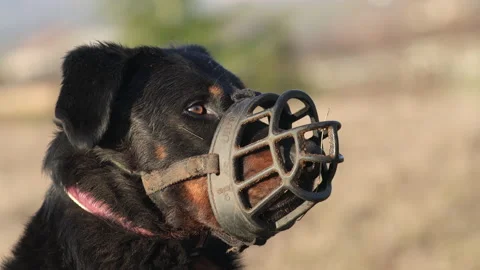 Dangerous dog wears a muzzle, 4K Stock Footage 170051322