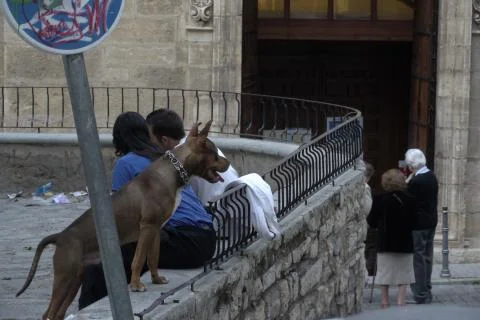Dangerous dog without muzzle Stock Photos