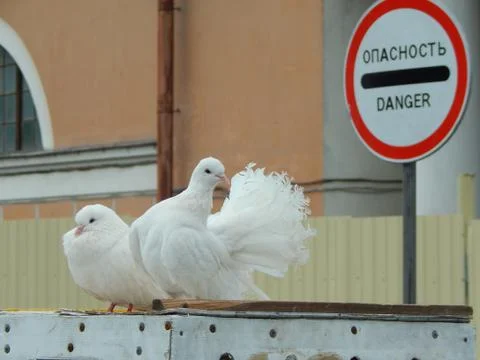 Dangerous doves Stock Photos