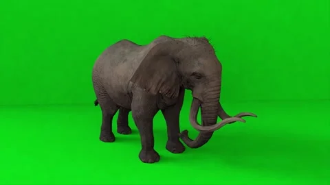 This is a dangerous elephant Video stock 323363229