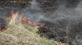 Dangerous Fire In Dry Agriculture Field in Drought Season, Hot Summer, No Rain HD Footage