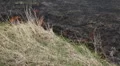 Dangerous Fire In Dry Agriculture Field in Drought Season, Hot Summer, No Rain HD Footage