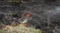 Dangerous Fire In Dry Agriculture Field in Drought Season, Hot Summer, No Rain HD Footage