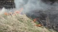 Dangerous Fire In Dry Agriculture Field in Drought Season, Hot Summer, No Rain HD Footage