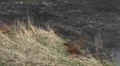 Dangerous Fire In Dry Agriculture Field in Drought Season, Hot Summer Time Lapse HD Footage