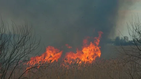 Dangerous fire in the field. Red flame and thick smoke in the evening sky. Stock Footage 107001419