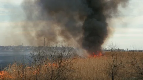 Dangerous fire in the reed field. Thick black smoke rises into the sky. 4k Stock Footage 105015079