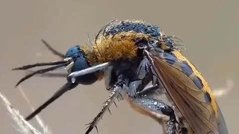 Dangerous fly cinematic Stock Footage 276898375