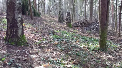 Dangerous flying between the trees in the forest aerial. Stock Footage 60416071
