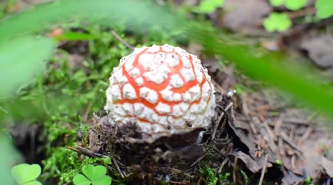 Dangerous fungus Stock Footage 52366471