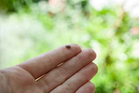 Dangerous insect chigoe Foto stock